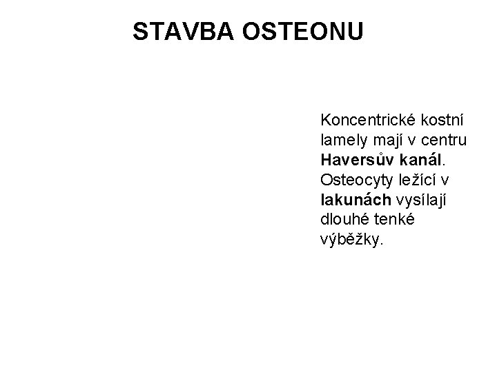 STAVBA OSTEONU Haversův kanál Koncentrické kostní lamely mají v centru Haversův kanál. Osteocyty ležící