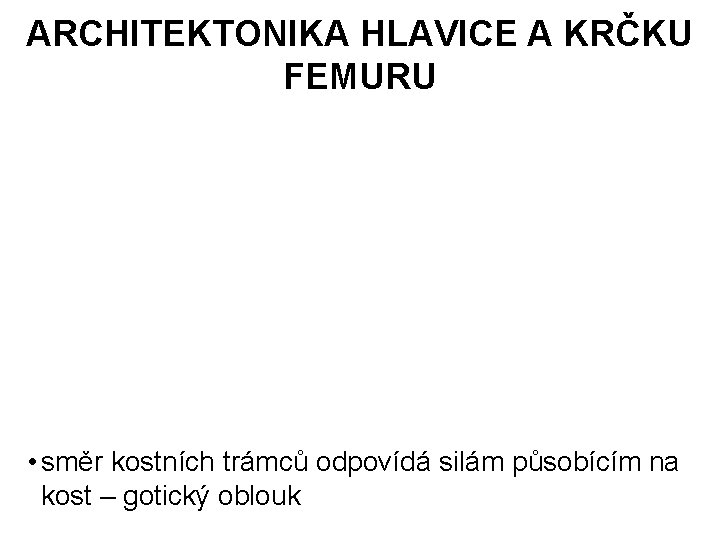 ARCHITEKTONIKA HLAVICE A KRČKU FEMURU • směr kostních trámců odpovídá silám působícím na kost