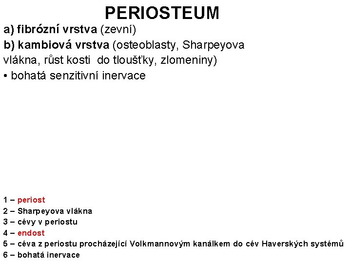 PERIOSTEUM a) fibrózní vrstva (zevní) b) kambiová vrstva (osteoblasty, Sharpeyova vlákna, růst kosti do