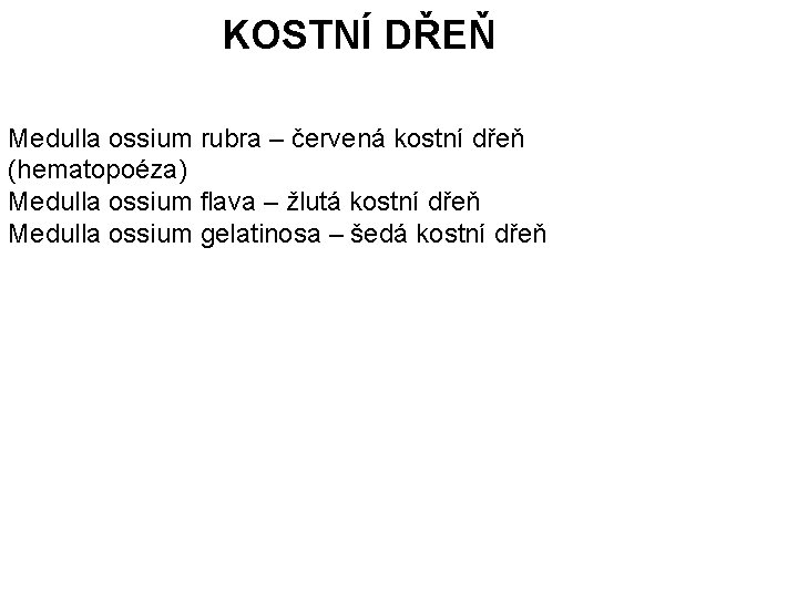 KOSTNÍ DŘEŇ Medulla ossium rubra – červená kostní dřeň (hematopoéza) Medulla ossium flava –