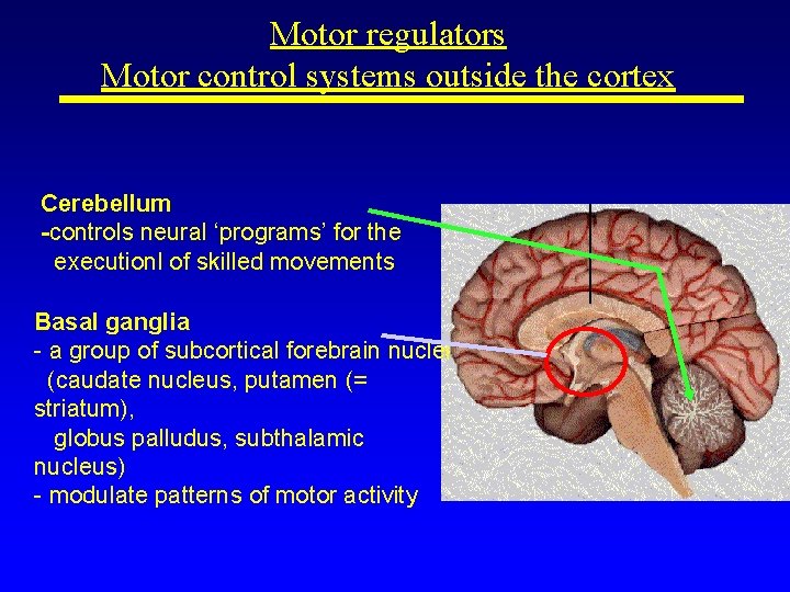 Motor regulators Motor control systems outside the cortex Cerebellum -controls neural ‘programs’ for the