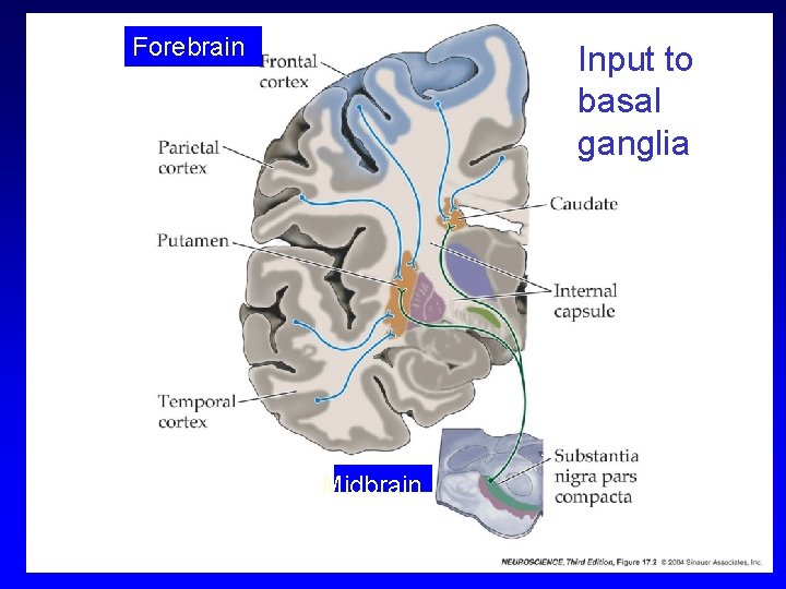 Forebrain Input to basal ganglia Midbrain 
