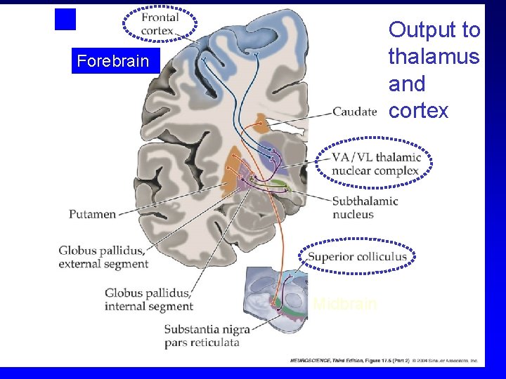 Output to thalamus and cortex Forebrain Midbrain 