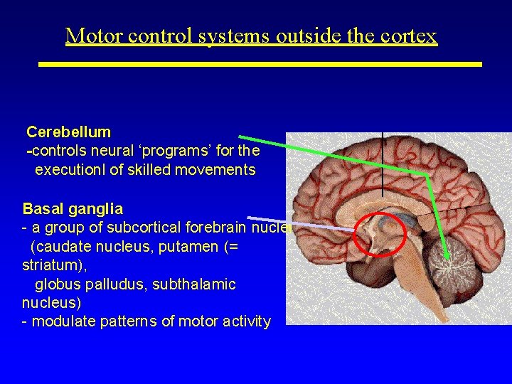 Motor control systems outside the cortex Cerebellum -controls neural ‘programs’ for the executionl of