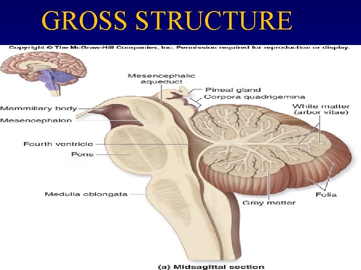 GROSS STRUCTURE 