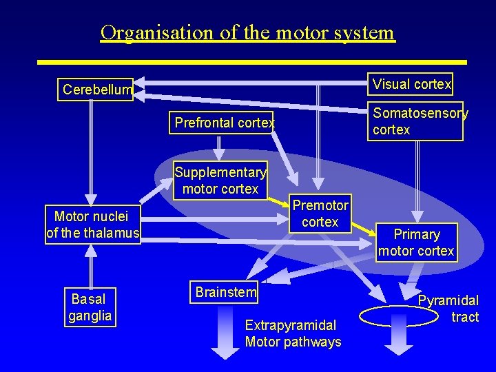Organisation of the motor system Visual cortex Cerebellum Somatosensory cortex Prefrontal cortex Supplementary motor
