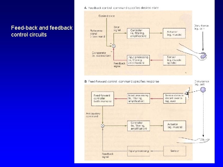 Feed-back and feedback control circuits 