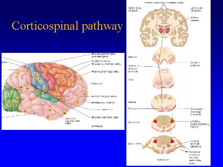 Corticospinal pathway 
