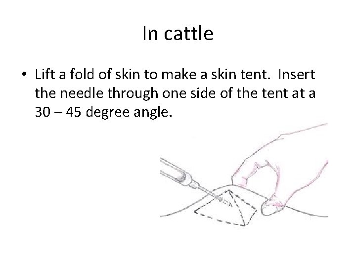 In cattle • Lift a fold of skin to make a skin tent. Insert