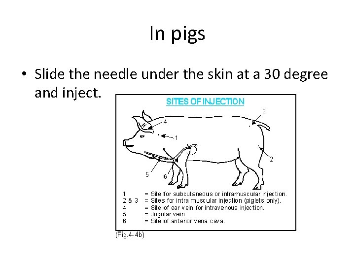 In pigs • Slide the needle under the skin at a 30 degree and