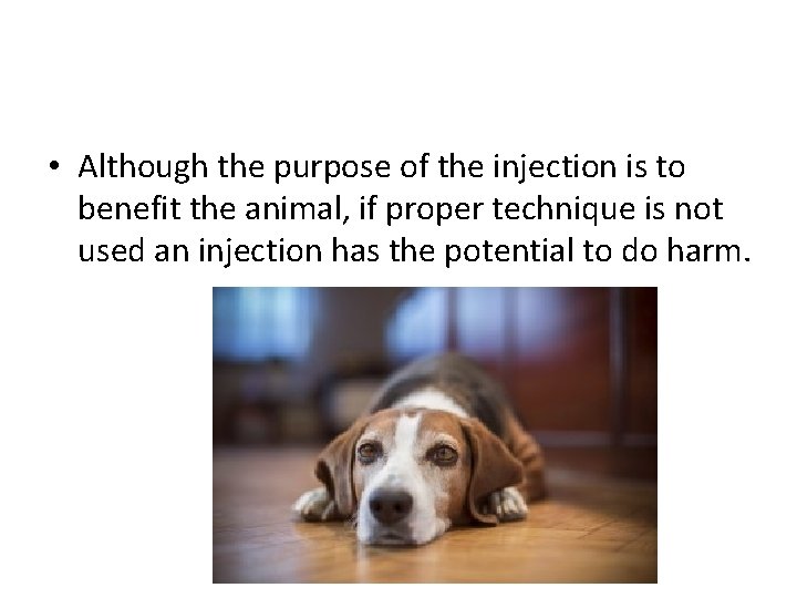  • Although the purpose of the injection is to benefit the animal, if