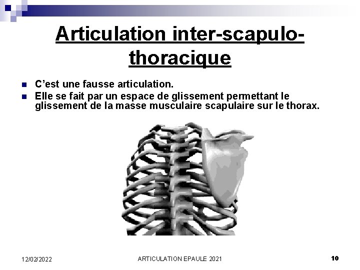 Articulation inter-scapulothoracique n n C’est une fausse articulation. Elle se fait par un espace