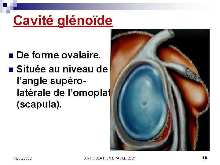 Cavité glénoïde De forme ovalaire. n Située au niveau de l’angle supérolatérale de l’omoplate