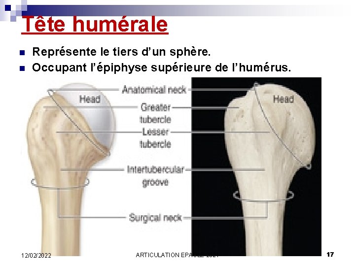 Tête humérale n n Représente le tiers d’un sphère. Occupant l’épiphyse supérieure de l’humérus.