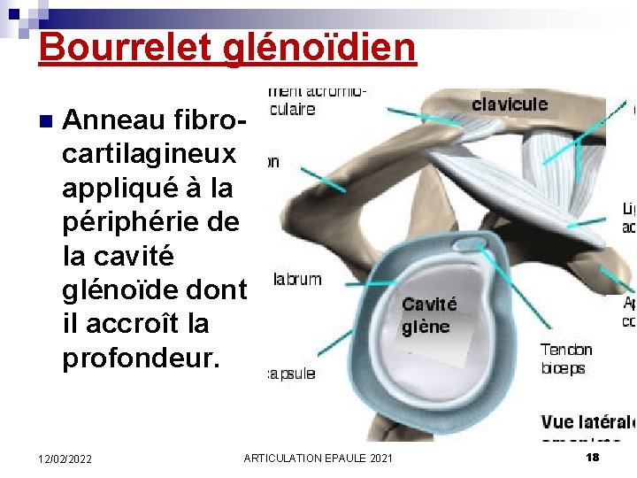 Bourrelet glénoïdien n Anneau fibrocartilagineux appliqué à la périphérie de la cavité glénoïde dont