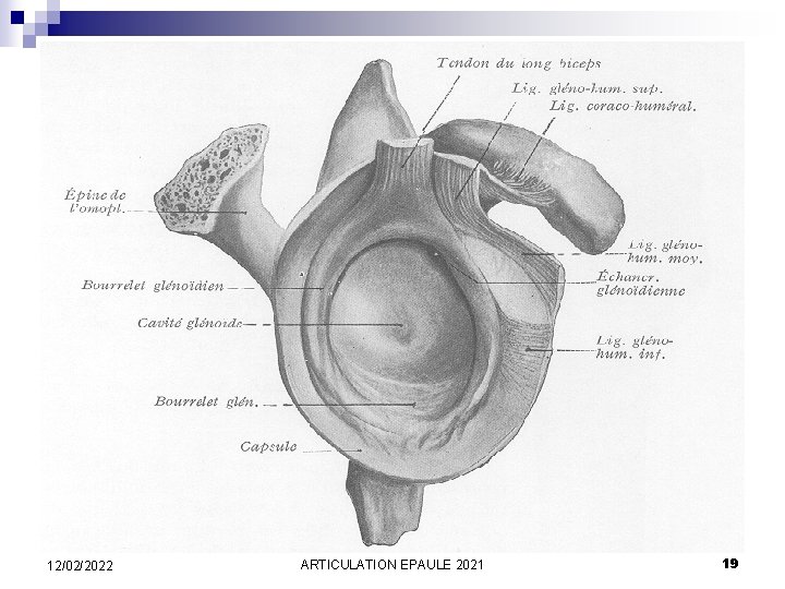 12/02/2022 ARTICULATION EPAULE 2021 19 