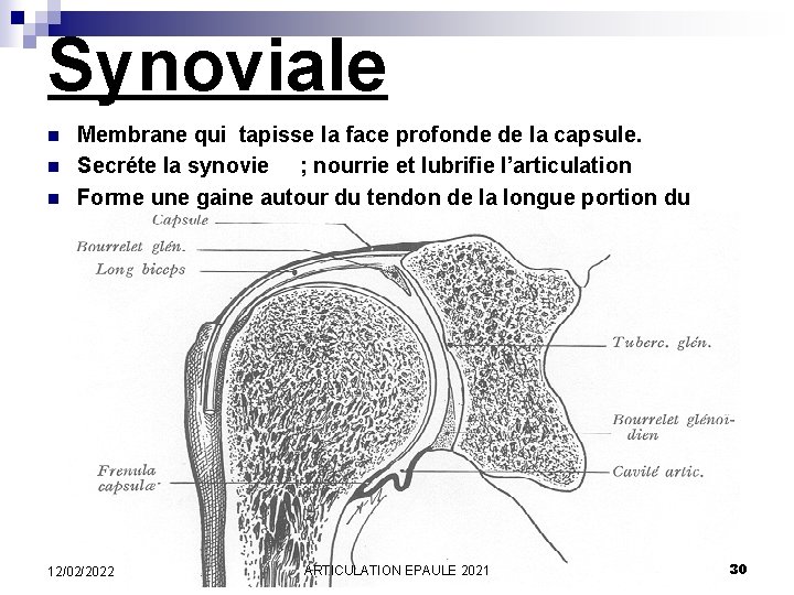 Synoviale n n n Membrane qui tapisse la face profonde de la capsule. Secréte