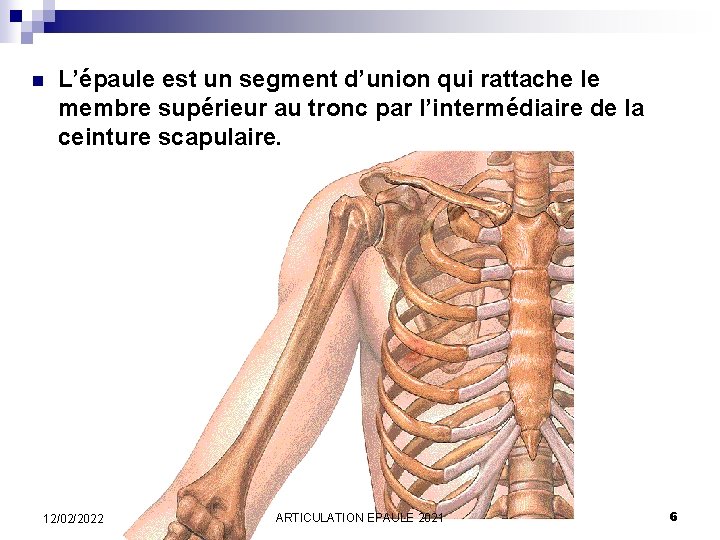 n L’épaule est un segment d’union qui rattache le membre supérieur au tronc par