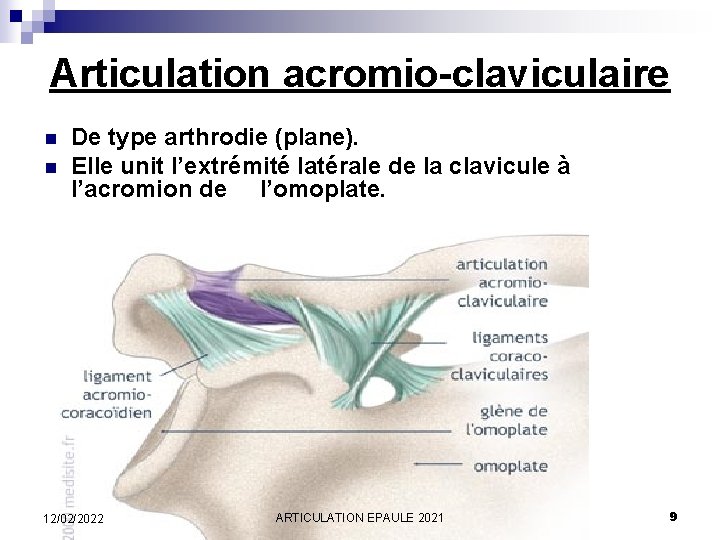 Articulation acromio-claviculaire n n De type arthrodie (plane). Elle unit l’extrémité latérale de la