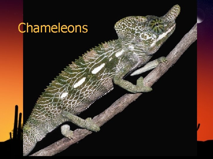 Chameleons 