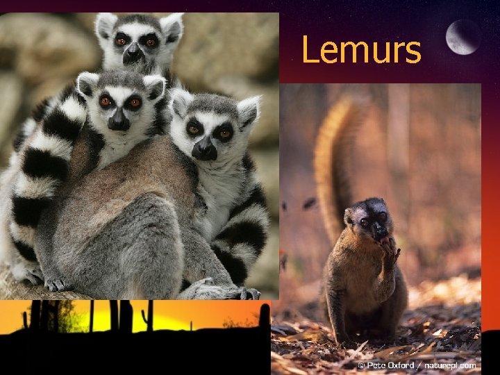 Lemurs 