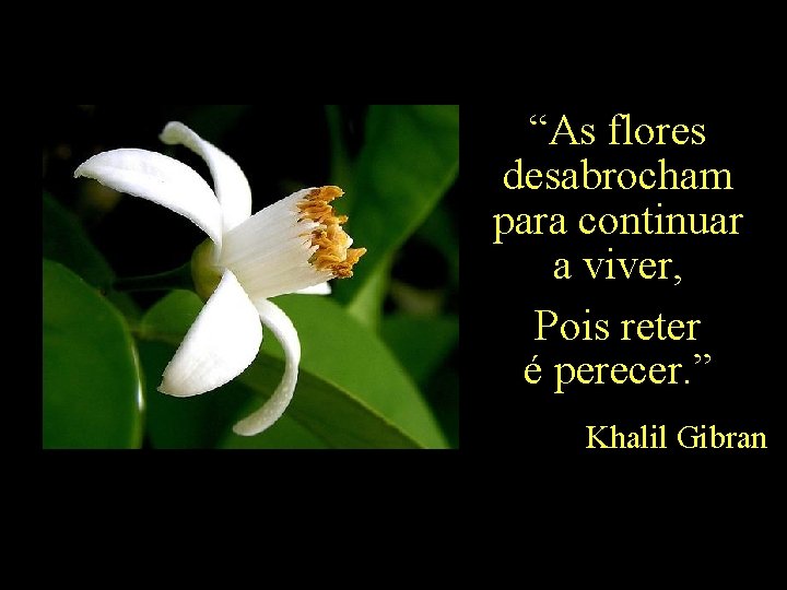 “As flores desabrocham para continuar a viver, Pois reter é perecer. ” Khalil Gibran