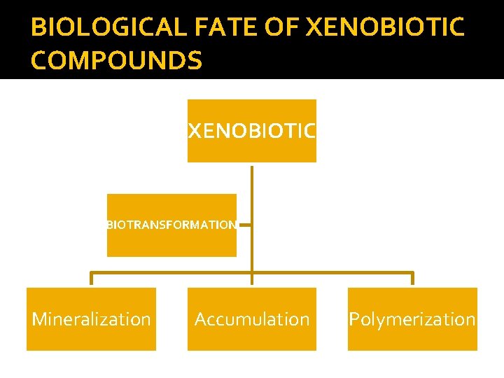 BIOLOGICAL FATE OF XENOBIOTIC COMPOUNDS XENOBIOTIC BIOTRANSFORMATION Mineralization Accumulation Polymerization 
