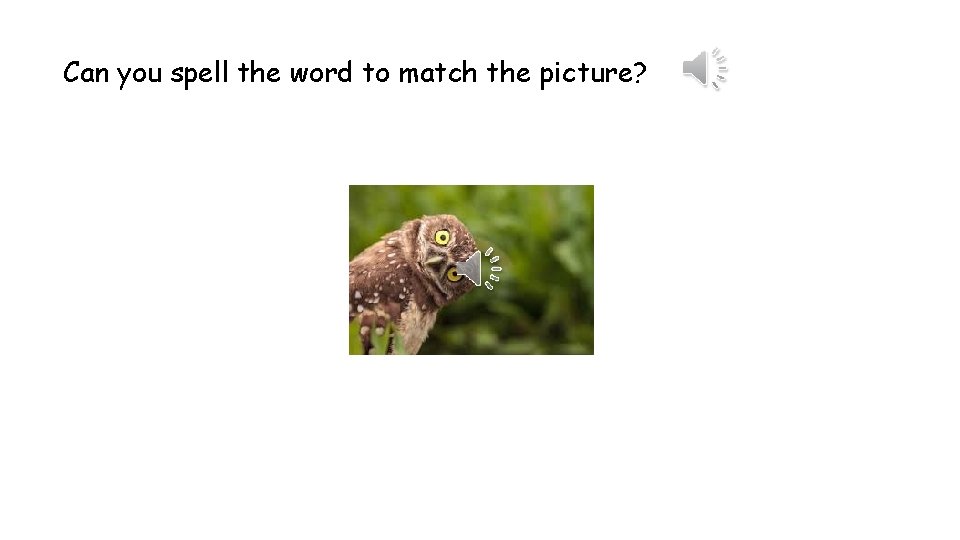 Can you spell the word to match the picture? 