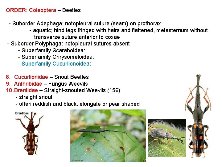 ORDER: Coleoptera – Beetles - Suborder Adephaga: notopleural suture (seam) on prothorax - aquatic;