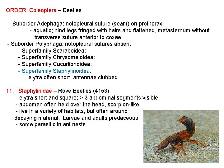 ORDER: Coleoptera – Beetles - Suborder Adephaga: notopleural suture (seam) on prothorax - aquatic;