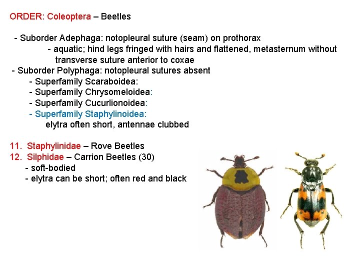 ORDER: Coleoptera – Beetles - Suborder Adephaga: notopleural suture (seam) on prothorax - aquatic;