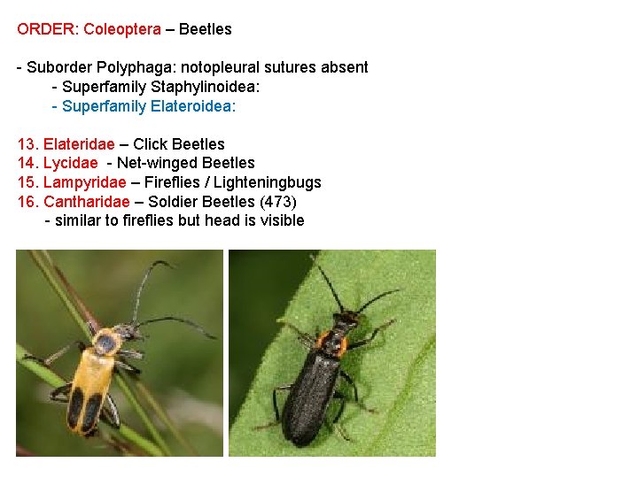ORDER: Coleoptera – Beetles - Suborder Polyphaga: notopleural sutures absent - Superfamily Staphylinoidea: -