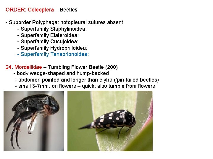 ORDER: Coleoptera – Beetles - Suborder Polyphaga: notopleural sutures absent - Superfamily Staphylinoidea: -