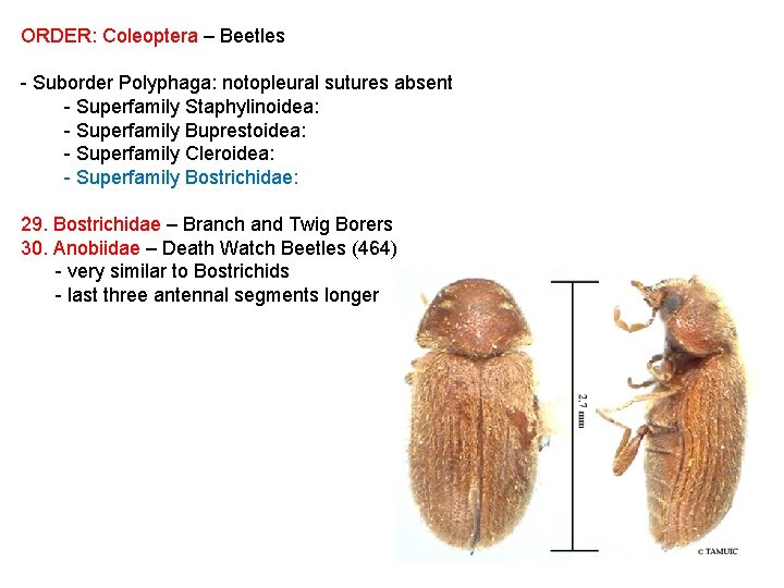 ORDER: Coleoptera – Beetles - Suborder Polyphaga: notopleural sutures absent - Superfamily Staphylinoidea: -