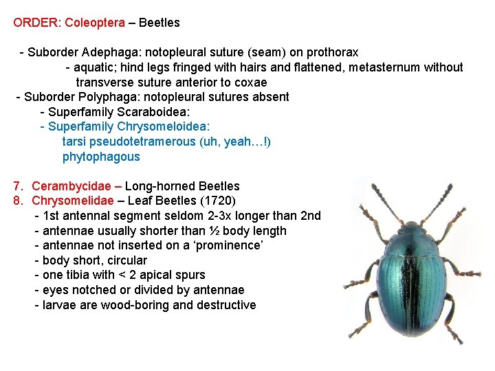 ORDER: Coleoptera – Beetles - Suborder Adephaga: notopleural suture (seam) on prothorax - aquatic;