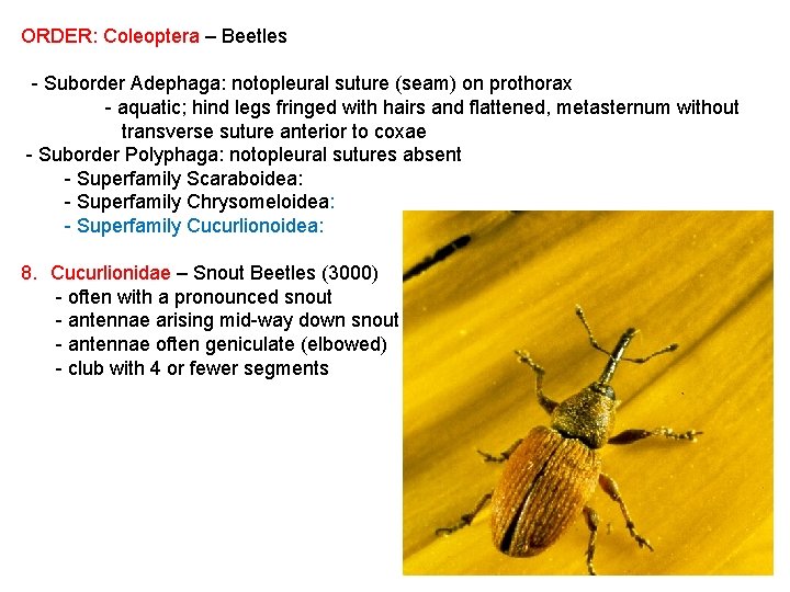 ORDER: Coleoptera – Beetles - Suborder Adephaga: notopleural suture (seam) on prothorax - aquatic;