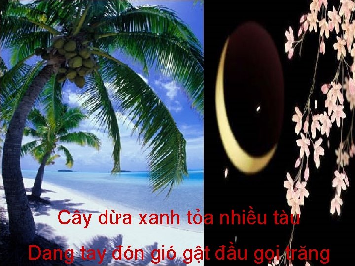 Cây dừa xanh tỏa nhiều tàu Dang tay đón gió gật đầu gọi trăng