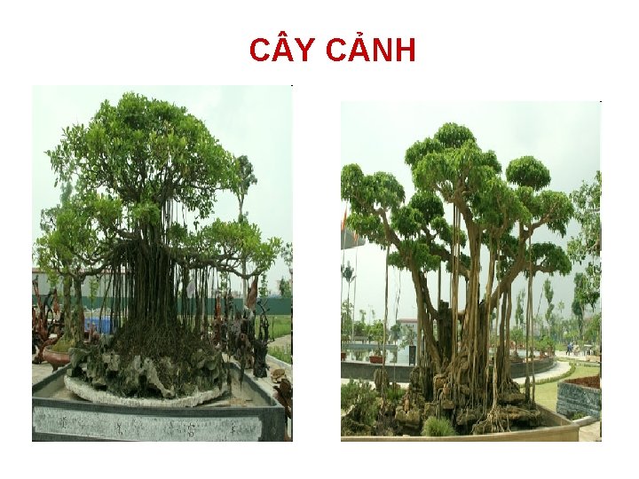 C Y CẢNH 