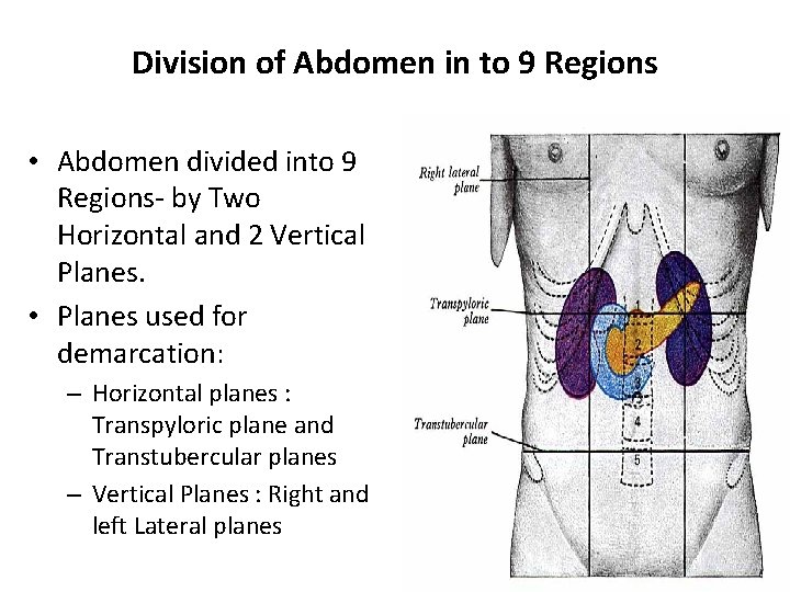 Division of Abdomen in to 9 Regions • Abdomen divided into 9 Regions- by Division of Abdomen in to 9 Regions • Abdomen divided into 9 Regions- by