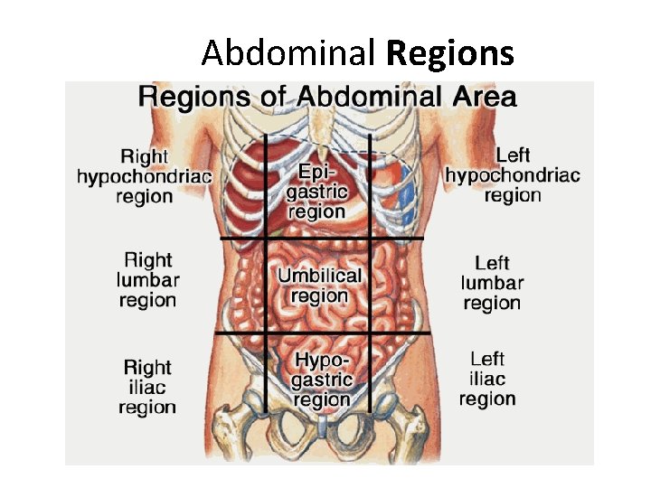 Abdominal Regions  Abdominal Regions