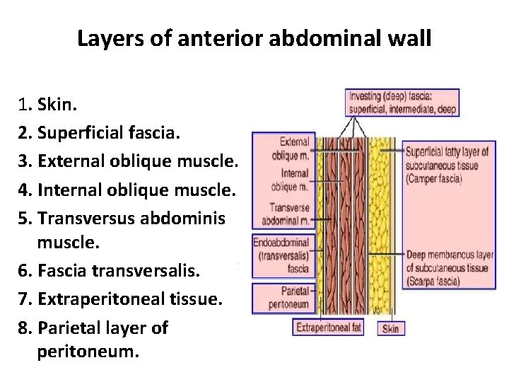 Layers of anterior abdominal wall 1. Skin. 2. Superficial fascia. 3. External oblique muscle. Layers of anterior abdominal wall 1. Skin. 2. Superficial fascia. 3. External oblique muscle.