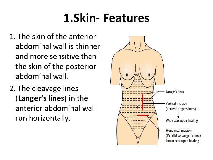1. Skin- Features 1. The skin of the anterior abdominal wall is thinner and 1. Skin- Features 1. The skin of the anterior abdominal wall is thinner and