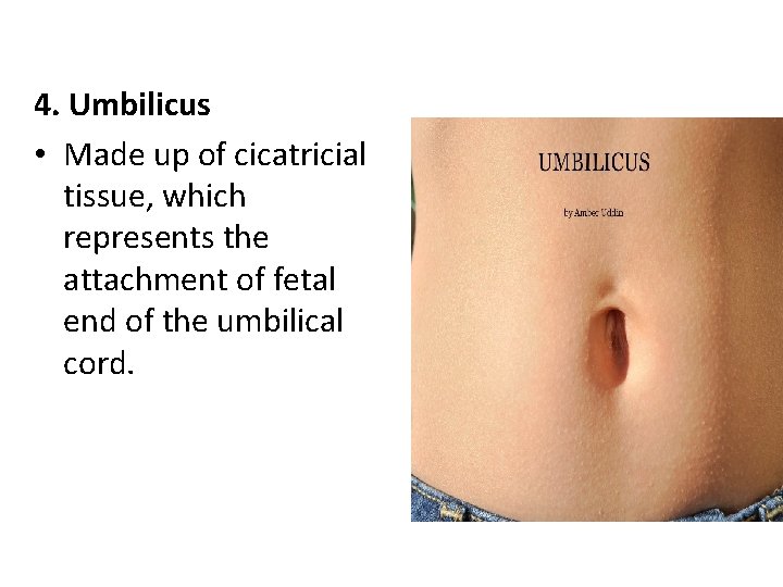 4. Umbilicus • Made up of cicatricial tissue, which represents the attachment of fetal 4. Umbilicus • Made up of cicatricial tissue, which represents the attachment of fetal