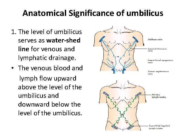 Anatomical Significance of umbilicus 1. The level of umbilicus serves as water-shed line for Anatomical Significance of umbilicus 1. The level of umbilicus serves as water-shed line for