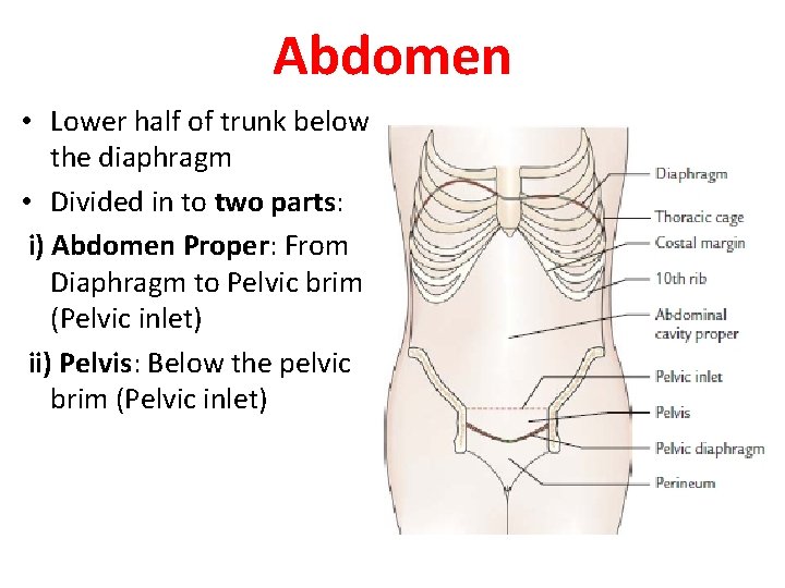 Abdomen • Lower half of trunk below the diaphragm • Divided in to two Abdomen • Lower half of trunk below the diaphragm • Divided in to two