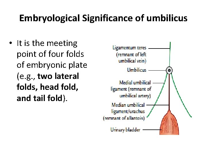 Embryological Significance of umbilicus • It is the meeting point of four folds of Embryological Significance of umbilicus • It is the meeting point of four folds of