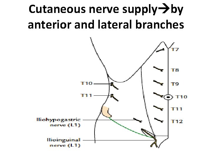 Cutaneous nerve supply by anterior and lateral branches  Cutaneous nerve supply by anterior and lateral branches