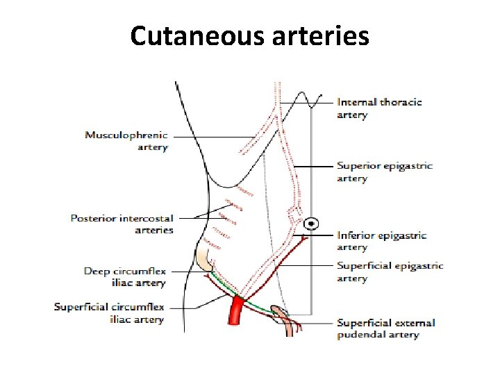 Cutaneous arteries  Cutaneous arteries