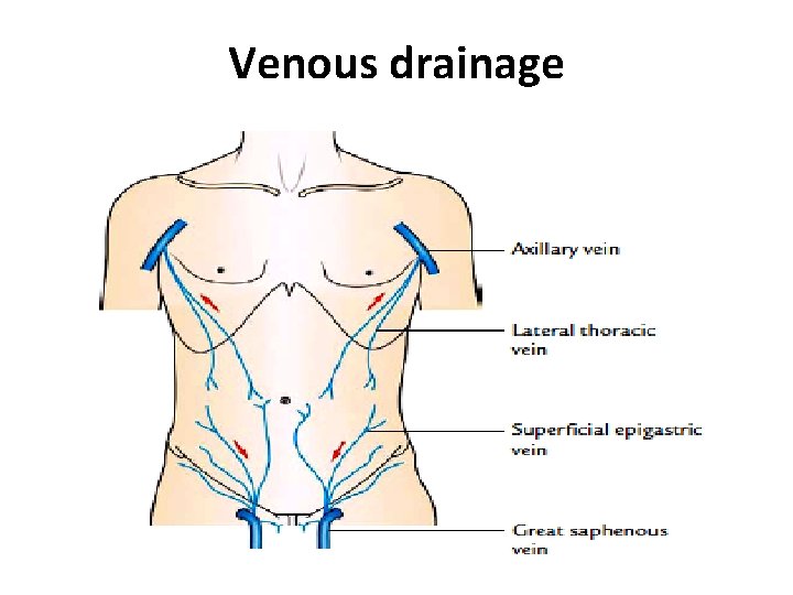 Venous drainage  Venous drainage