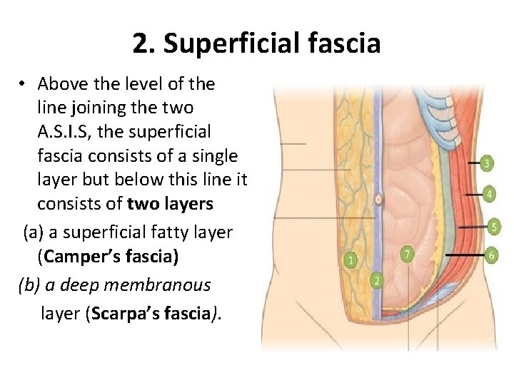 2. Superficial fascia • Above the level of the line joining the two A. 2. Superficial fascia • Above the level of the line joining the two A.